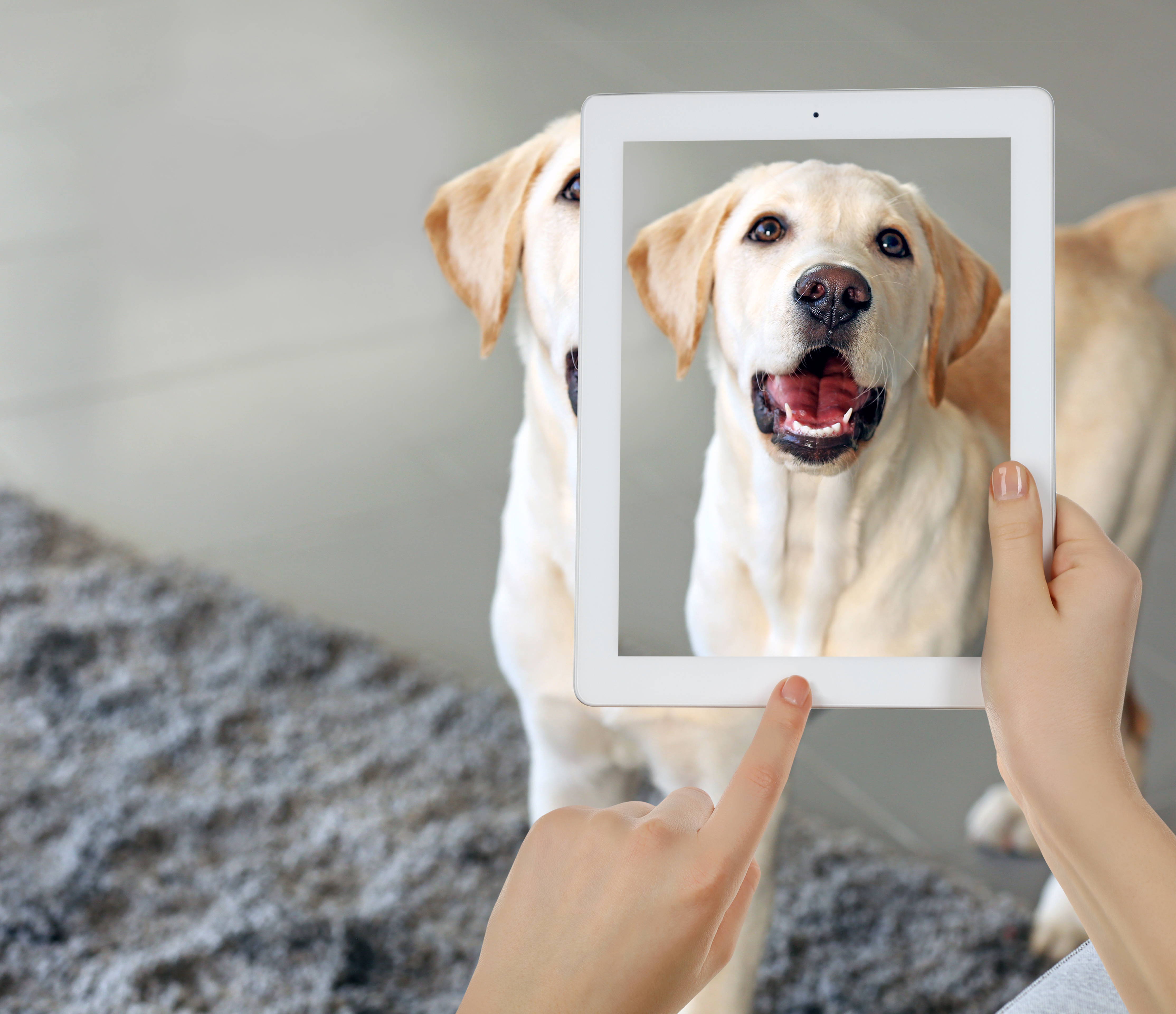 Capturing Great Photos of Your Dog